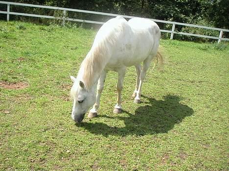 New Forest Silver billede 2