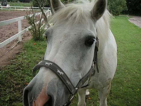 New Forest Silver billede 3