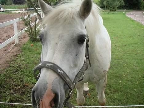 New Forest Silver billede 4