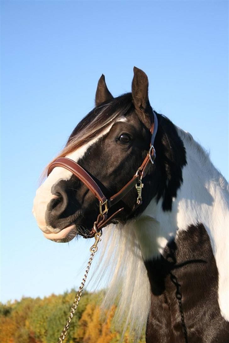 Tinker Seamus billede 1