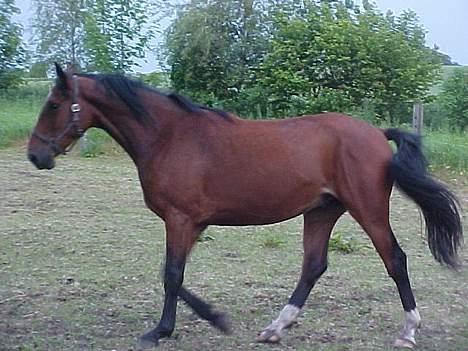 Dansk Varmblod Galliano billede 3