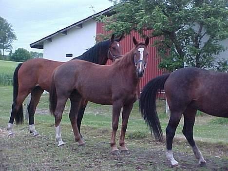 Dansk Varmblod Galliano - Galliano gemmer sig bag sin søster billede 4
