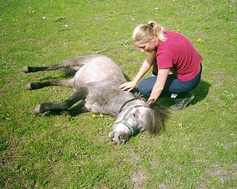 Dartmoor Sartous Mr Hanky *RIP* - Hanky kan ligge sig på komando :) men stadig græsse lidt imens :) billede 1
