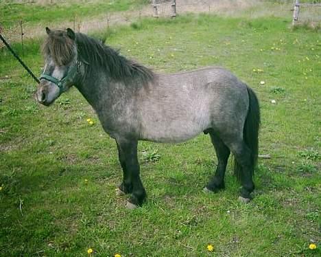 Dartmoor Sartous Mr Hanky *RIP* billede 2