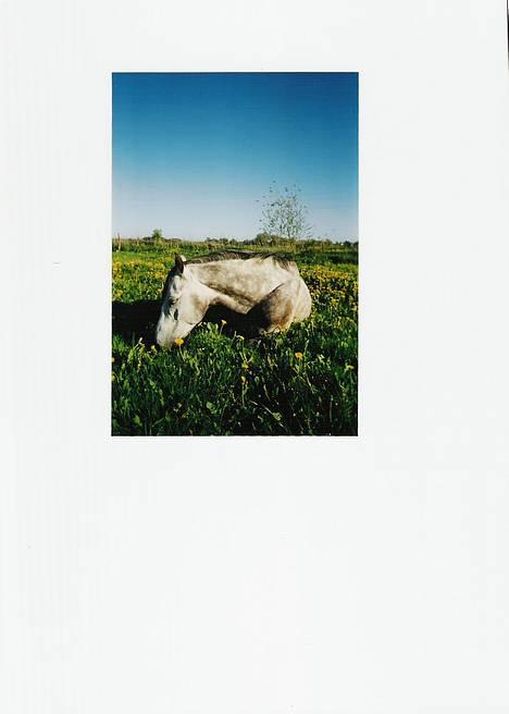 Anden særlig race Kærvangs Unique  - Her hviler vi os på sommerfolden... billede 9