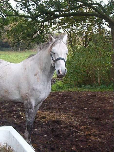 Anden særlig race Kærvangs Unique  billede 10