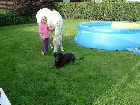 Connemara snubbi - ja det var da hun var med hjemme ved mig <3<3 billede 5