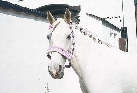 Connemara snubbi - det var så da vi var på ridelejer er hun ikke dejlig:) billede 6