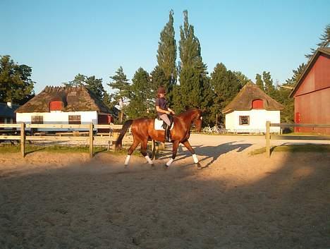 Hannoveraner Aktiv Igen (DØD) - i trav sommer 2004 billede 2