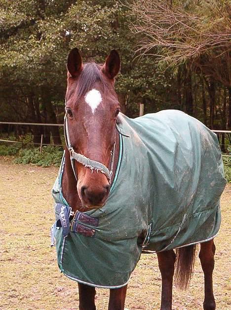 Hannoveraner Aktiv Igen (DØD) - på folden efterår 2004 billede 3