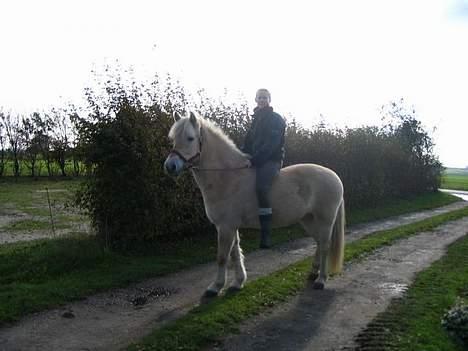 Fjordhest Beauty billede 1
