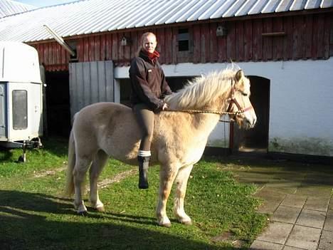 Fjordhest Beauty billede 2
