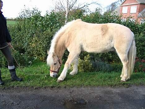 Fjordhest Beauty billede 3
