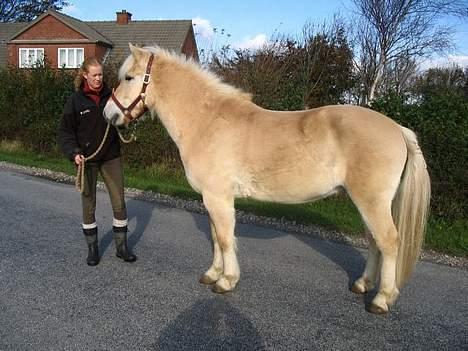 Fjordhest Beauty billede 4