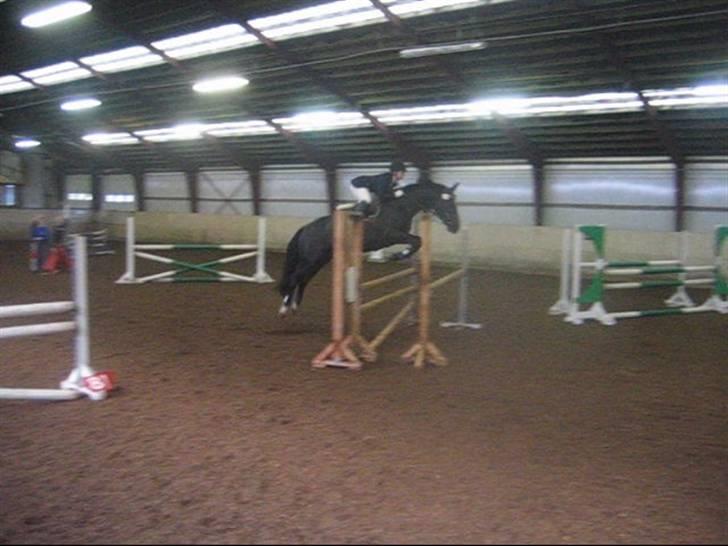 Dansk Varmblod June - D-stævne i Grindsted LC 1.palds billede 2