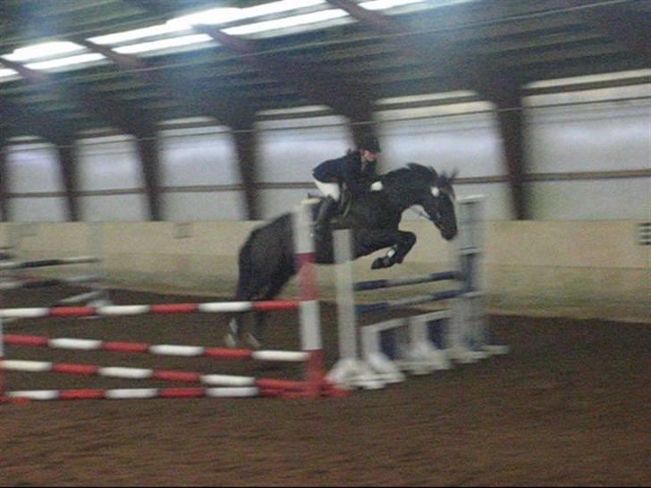 Dansk Varmblod June - D-stævne i Grindsted LC  billede 3