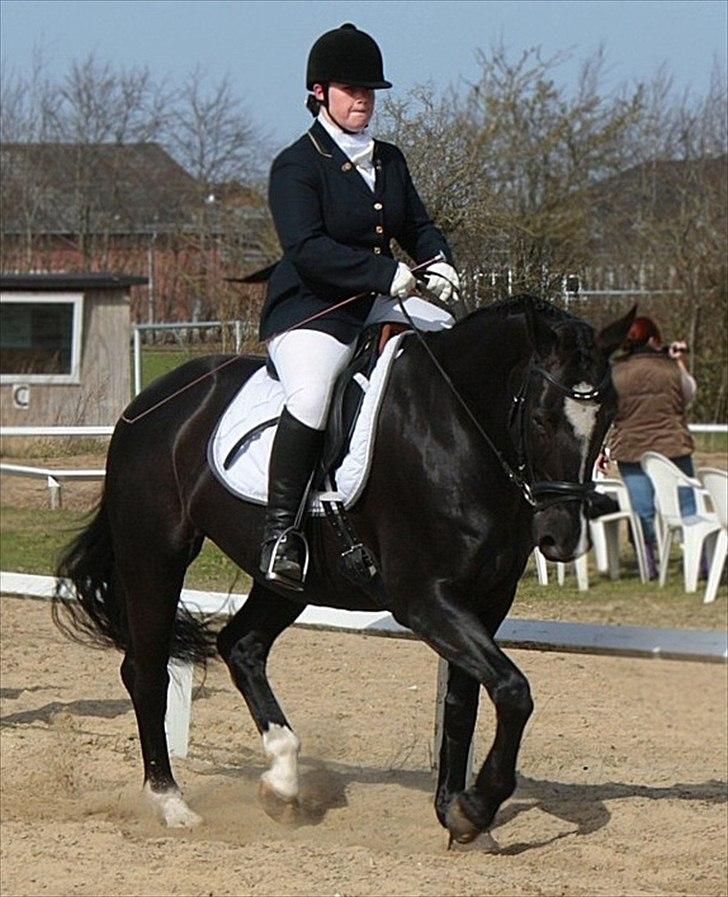 Dansk Varmblod June - Opvarmning i Helle 10/4 2011 billede 4