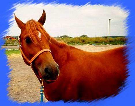 Anden særlig race Dagalin *solgt* billede 1