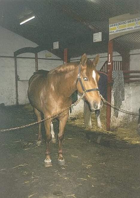 Anden særlig race Dagalin *solgt* - dagalins søster miss freja(fatima) som også er herinde billede 2