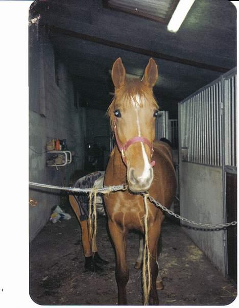 Hannoveraner Sarah er i norge billede 1