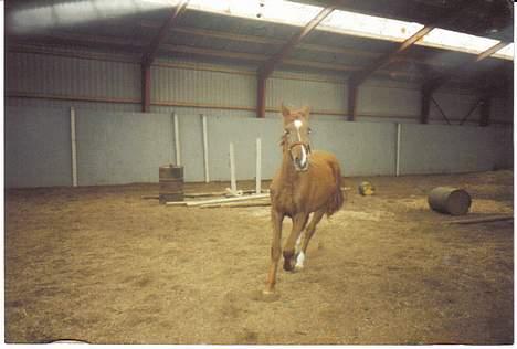 Hannoveraner Sarah er i norge billede 2