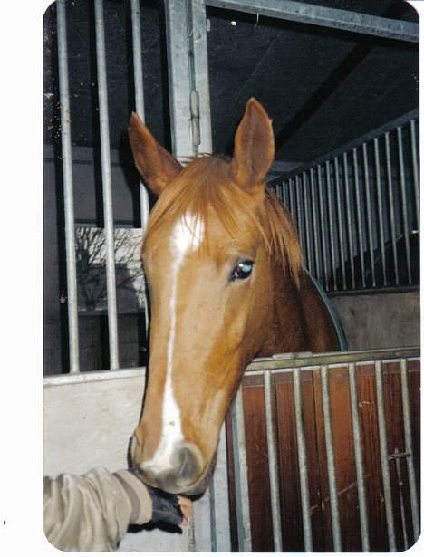 Hannoveraner Sarah er i norge billede 3