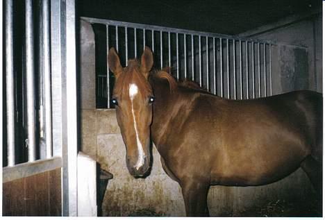 Hannoveraner Sarah er i norge billede 4