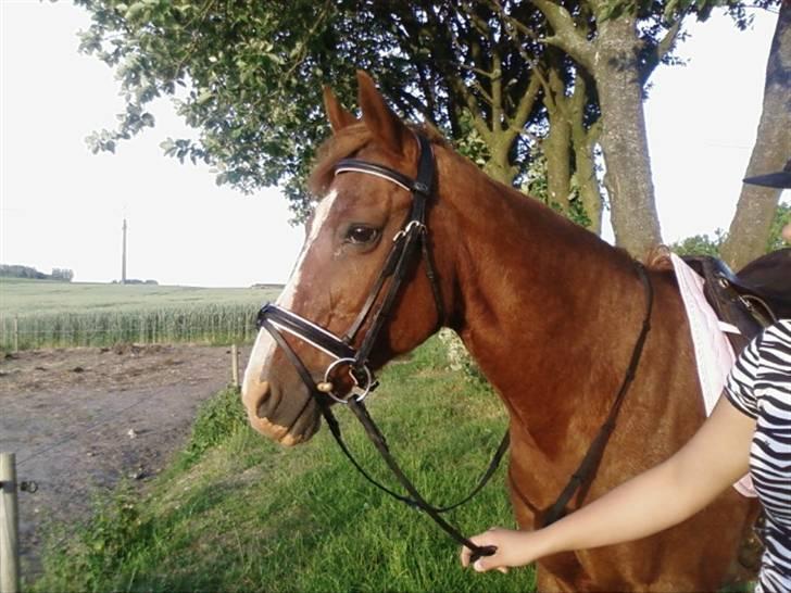 Oldenborg Freja - 1982 til 2013 R.I.P - Freja med sit nye hovedtøj :D og Jannies arm.. billede 9