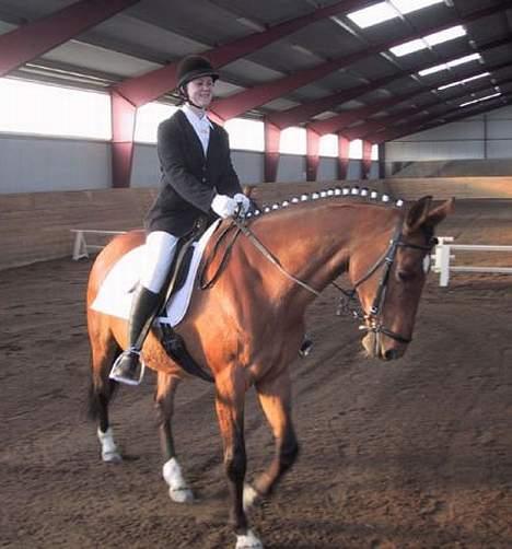 Dansk Varmblod Sognegårdens Valinda billede 1