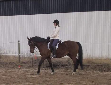 Dansk Varmblod Sognegårdens Valinda billede 2