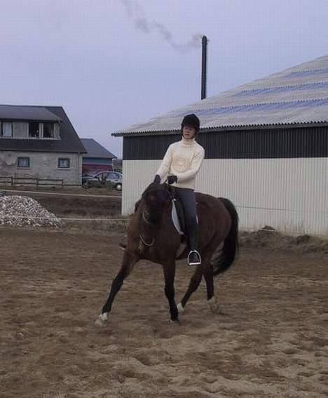 Dansk Varmblod Sognegårdens Valinda billede 3