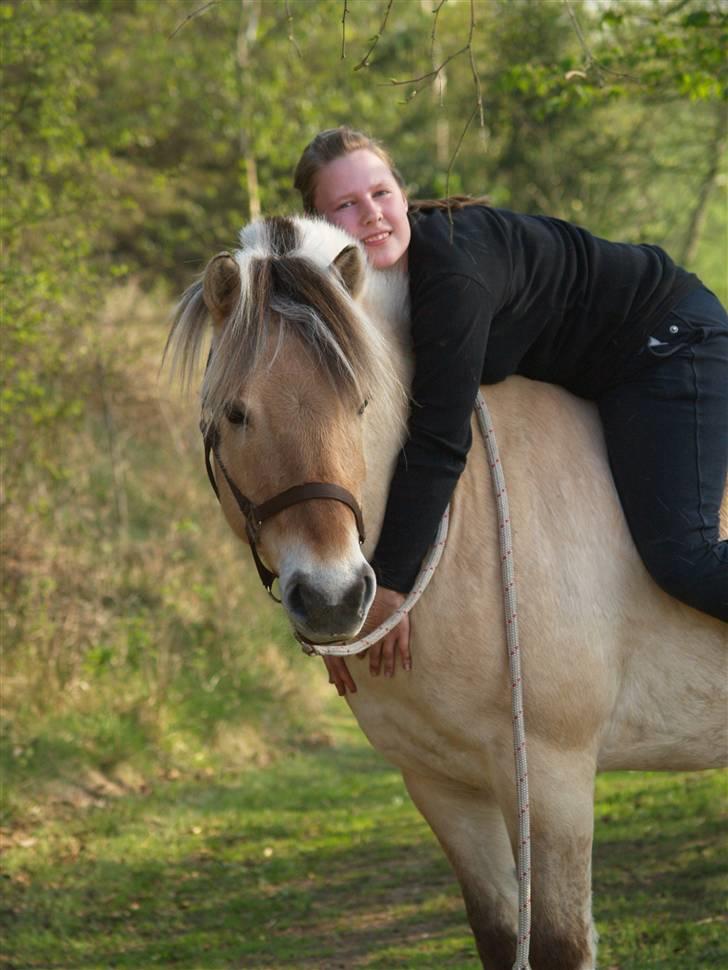 Fjordhest Felix - Vilkommen til Felix´s Profil. billede 1