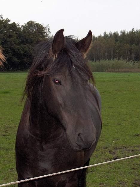 Frieser Wiktor von Ingermarien. - Wiktors hovede, han ligner lidt en plag på det her billede billede 1