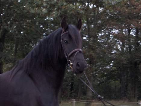 Frieser Wiktor von Ingermarien. - Wiktors hovede billede 3