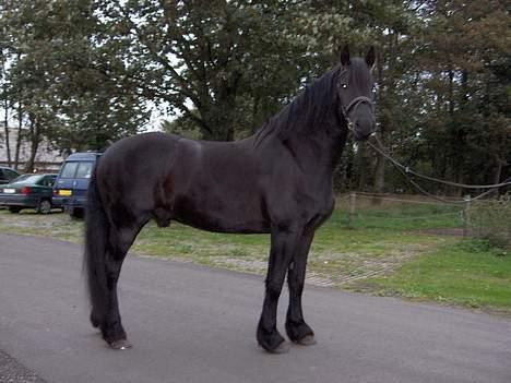 Frieser Wiktor von Ingermarien. - Wiktor i profil billede 4