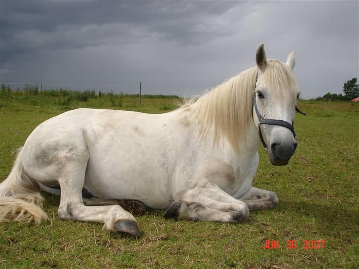 New Forest Nero - Er han ikke bare smuk...det synes jeg ihvertfald:-) billede 1