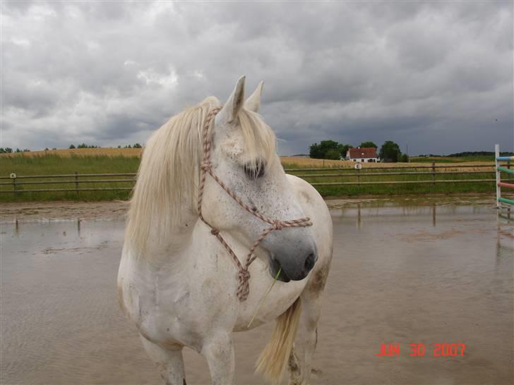 New Forest Nero - Han er altså smuk:-) billede 4