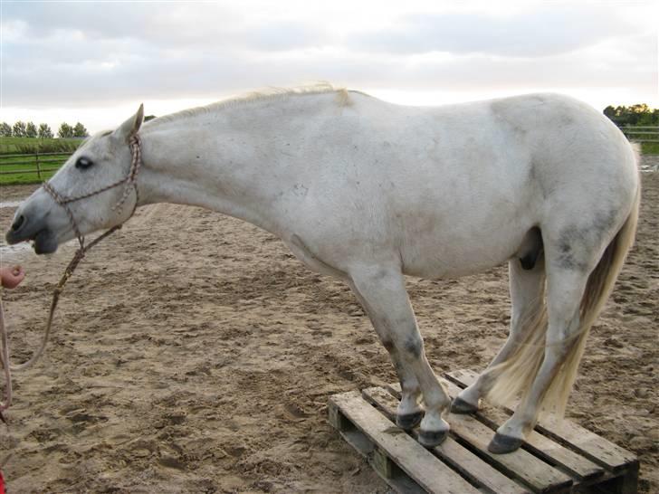New Forest Nero - Palle træning, så kom dog herhen med den godbid menneske, ellers kan jeg jo ikke nå...!!! D.12-09-2007. billede 5