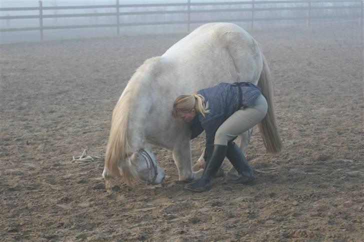 New Forest Nero - Nero i en kompliment:-) Som ikke er helt fin pudset endnu:-) 17/11-07 billede 6