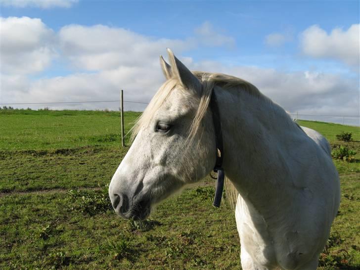New Forest Nero - ja her stå jeg så billede 8