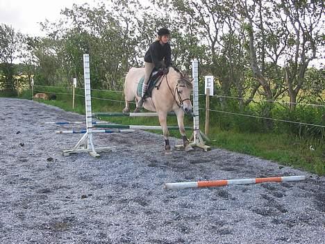 Fjordhest Lotte R.I.P.  - Her springer Lotte 80 cm.. billede 2