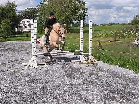 Fjordhest Lotte R.I.P.  - Hun flyver jo nærmest over..!! c",) billede 3