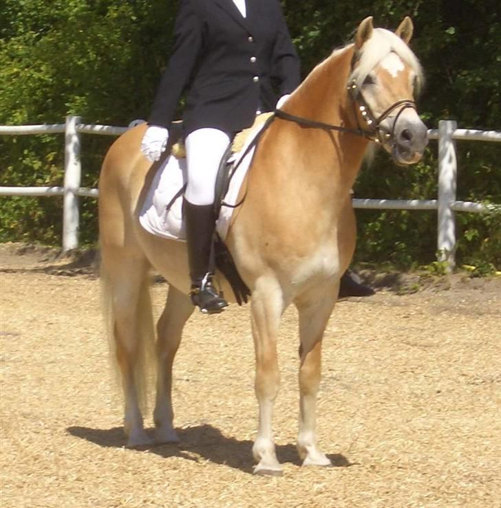 Haflinger MISTRAL (MALAWI) - Mistral  og min mor til stævne :) billede 3