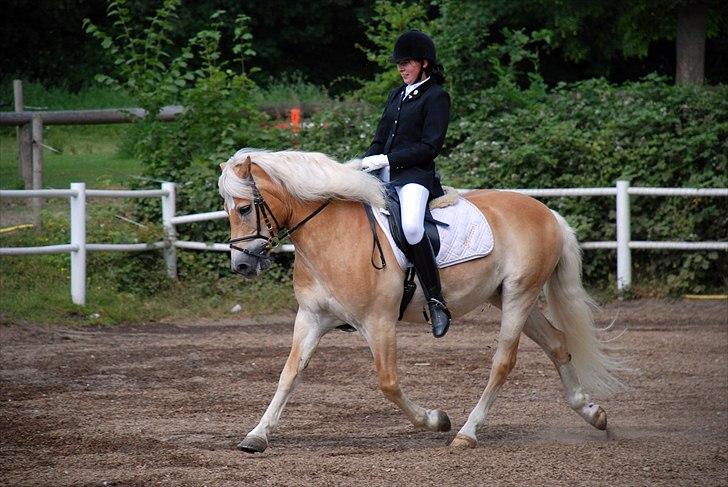 Haflinger MISTRAL (MALAWI) - Haflinger stævne Haderslev 2009 Lb2 billede 4
