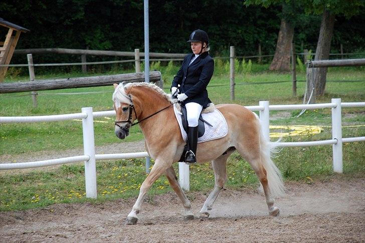 Haflinger MISTRAL (MALAWI) - haflinger stævne Haderslev 2009 billede 7