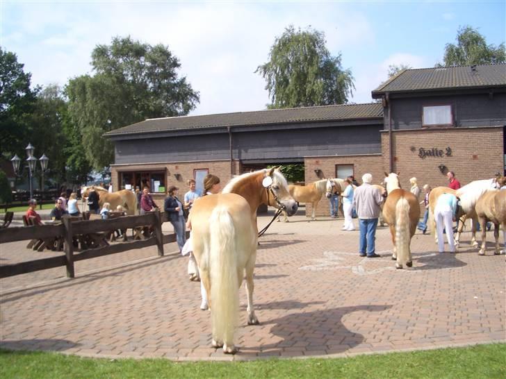 Haflinger MISTRAL (MALAWI) - Lille Mistral sammen med hele hans Haflinger familie :P billede 8