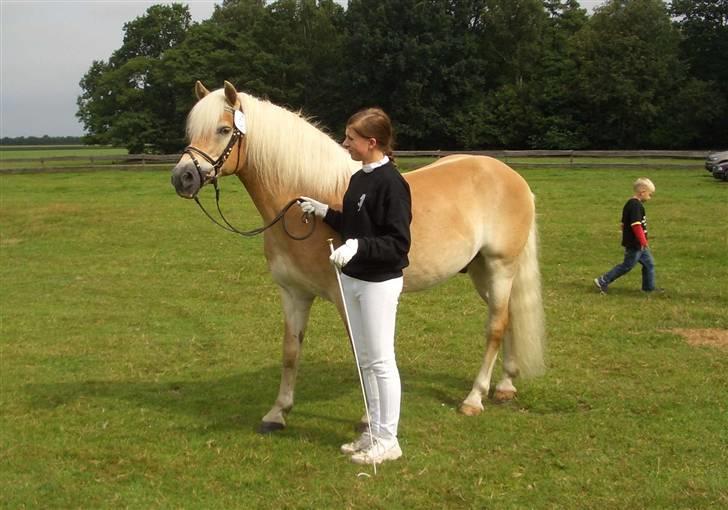 Haflinger MISTRAL (MALAWI) - Vallak skue på Ponypark billede 9