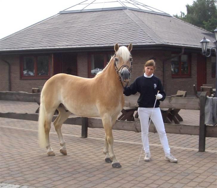 Haflinger MISTRAL (MALAWI) - Ponypark :) billede 10