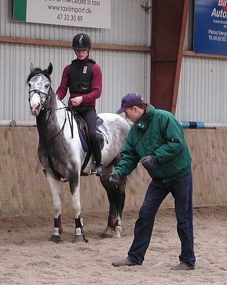 Belgisk Sportspony Red Bull billede 1