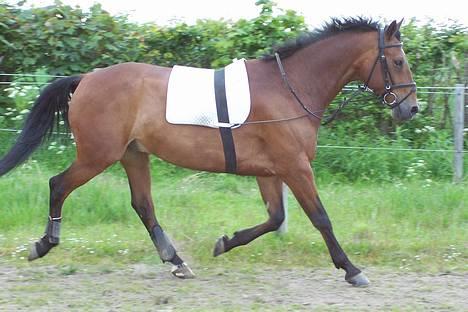 Anden særlig race Kandy - Trav, på sommergræs-banen, 2005 billede 9